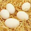 雞蛋 雞蛋