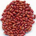 赤小豆 赤小豆