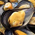 鮮貽貝 鮮貽貝