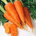 紅蘿卜 紅蘿卜