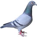 鴿 鴿