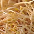 黃豆芽 黃豆芽
