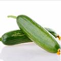 迷你黃瓜 迷你黃瓜
