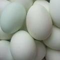 鴨蛋 鴨蛋