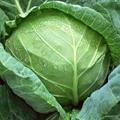 圓白菜 圓白菜