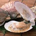 扇貝 扇貝