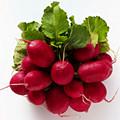水蘿卜 水蘿卜