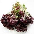 紫葉生菜 紫葉生菜