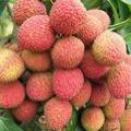 荔枝 荔枝