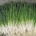 細(xì)香蔥 細(xì)香蔥