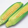鮮玉米 鮮玉米