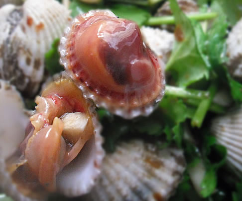 ����Ѫ��������