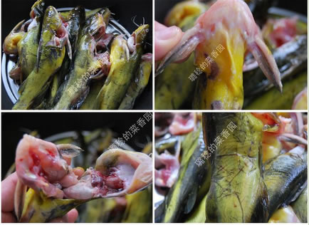 川香辣醬燒黃辣丁的做法圖文步驟