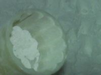 ��ѩ��������D�Ĳ��E