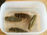 ����ŹǺ����������D�Ĳ��E