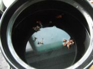 砂鍋豆腐肥腸的做法圖文步驟