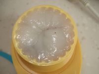 ��Ƥ�����ɫ���������D�Ĳ��E