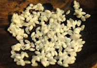 �ձ�����-��˾������D�Ĳ��E